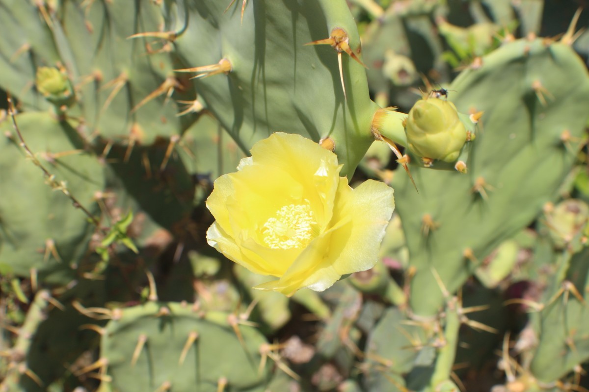 Cactaceae